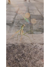 Felice(フェリス) - あこの女の子ブログ画像