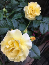 Felice(フェリス) - あこの女の子ブログ画像