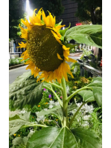 Felice(フェリス) - あこの女の子ブログ画像