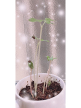 Felice(フェリス) - あこの女の子ブログ画像