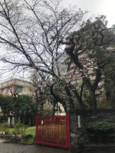 Felice(フェリス) - あこの女の子ブログ画像