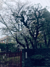 Felice(フェリス) - あこの女の子ブログ画像