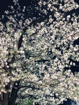 Felice(フェリス) - あこの女の子ブログ画像