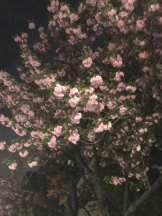 Felice(フェリス) - あこの女の子ブログ画像