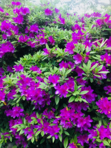 Felice(フェリス) - あこの女の子ブログ画像