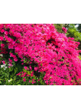 Felice(フェリス) - あこの女の子ブログ画像