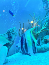 龍宮城 - なるみの女の子ブログ画像