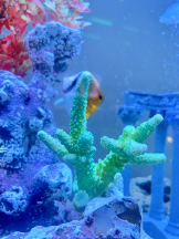 龍宮城 - なるみの女の子ブログ画像