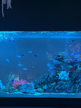 龍宮城 - なるみの女の子ブログ画像