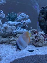 龍宮城 - なるみの女の子ブログ画像