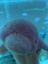 龍宮城 - なるみの女の子ブログ画像