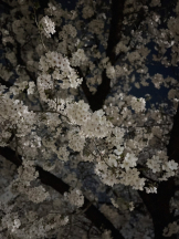 JULIE＆ANNA Tokyo - あゆの女の子ブログ画像