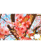 CHERRY 新宿 - ゆきのの女の子ブログ画像