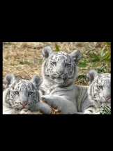 キュンキュン - あやの女の子ブログ画像