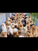 キュンキュン - あやの女の子ブログ画像