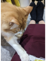 Ronno - るいの女の子ブログ画像