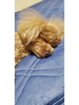 ぱいおにあ川崎店 - 男子スタッフの女の子ブログ画像