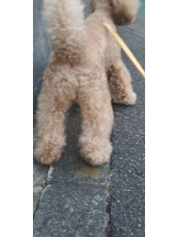 ぱいおにあ川崎店 - 男子スタッフの女の子ブログ画像