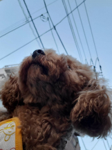 ぱいおにあ川崎店 - 男子スタッフの女の子ブログ画像