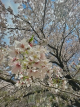 アチュゲッチュ - みおの女の子ブログ画像