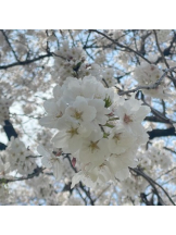 アチュゲッチュ - みおの女の子ブログ画像