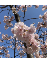 キュンキュン - みやびの女の子ブログ画像