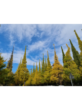 rejas(レジャス) - せいらの女の子ブログ画像