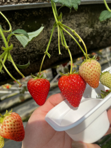 アチュゲッチュ - 璃乃の女の子ブログ画像