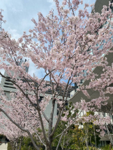 エマニエル 神田店 - るるの女の子ブログ画像