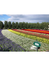 rejas(レジャス) - あかりの女の子ブログ画像