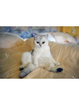 rejas(レジャス) - あかりの女の子ブログ画像