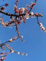 rejas(レジャス) - あかりの女の子ブログ画像