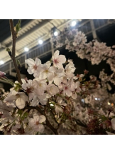 rejas(レジャス) - あかりの女の子ブログ画像