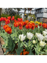 rejas(レジャス) - あかりの女の子ブログ画像