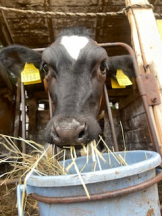 rejas(レジャス) - あかりの女の子ブログ画像