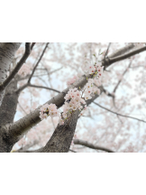 はっち 神田店 - りまの女の子ブログ画像