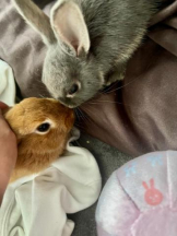 武蔵小杉 シュシュ - れおなの女の子ブログ画像