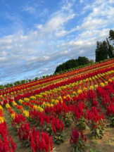 武蔵小杉 シュシュ - れおなの女の子ブログ画像