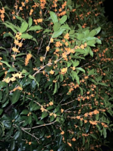 武蔵小杉 シュシュ - れおなの女の子ブログ画像