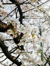 武蔵小杉 シュシュ - れおなの女の子ブログ画像