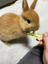 武蔵小杉 シュシュ - れおなの女の子ブログ画像