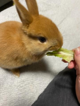 武蔵小杉 シュシュ - れおなの女の子ブログ画像