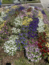 キュンキュン - まどかの女の子ブログ画像