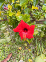 Felice(フェリス) - みどりの女の子ブログ画像