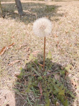 Felice(フェリス) - みどりの女の子ブログ画像