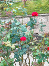 Felice(フェリス) - みどりの女の子ブログ画像