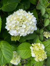 Felice(フェリス) - みどりの女の子ブログ画像