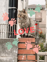 Felice(フェリス) - みどりの女の子ブログ画像