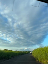 Felice(フェリス) - みどりの女の子ブログ画像