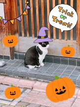 Felice(フェリス) - みどりの女の子ブログ画像